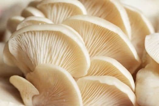 A small picture of Oyster Mushrooms x 500g-EACH