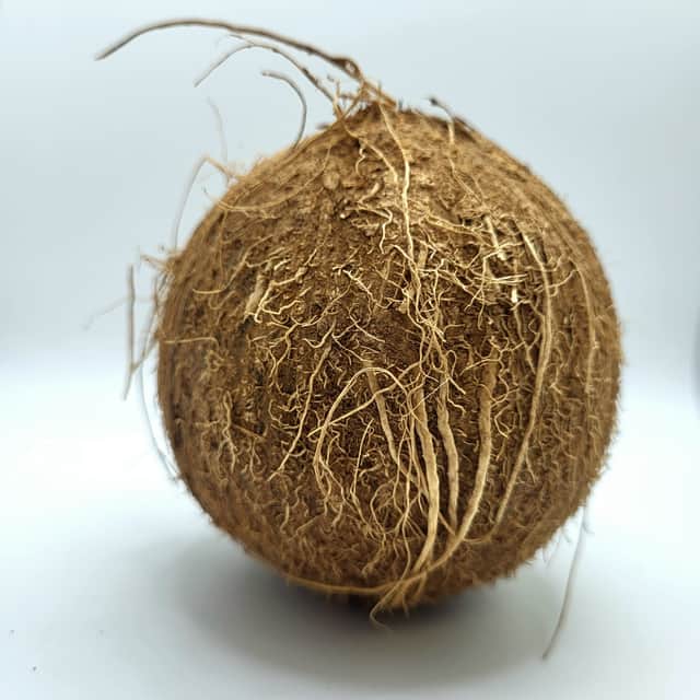 A small picture of Coconuts x 50's