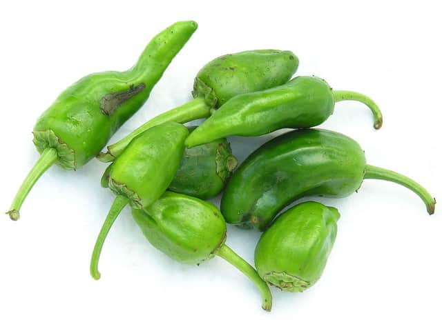 A small picture of Padron Chillies x 2kg