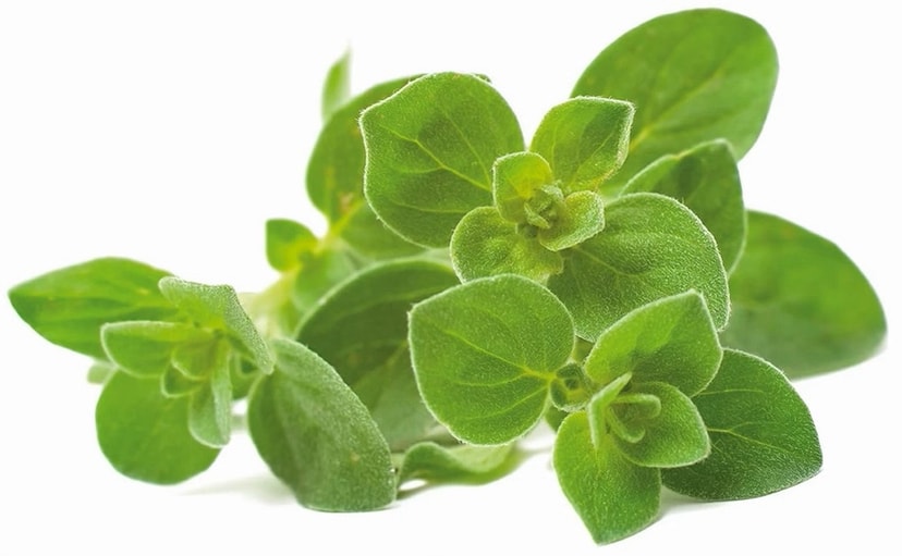 A picture of Oregano x 100g